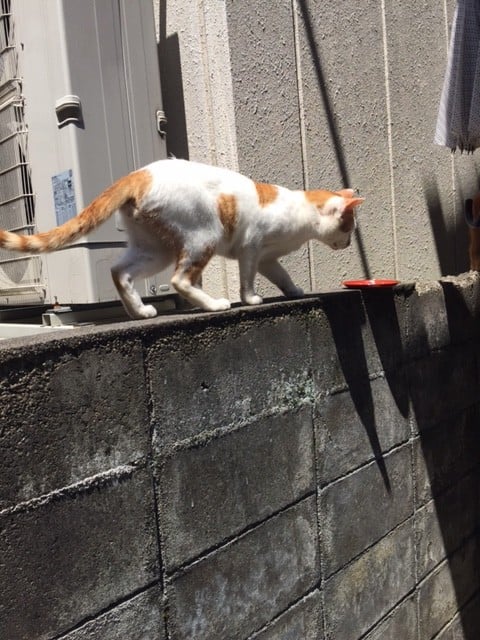 ねこ２