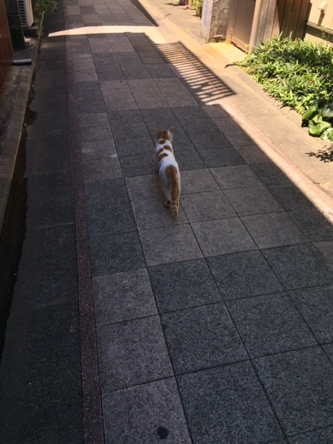 ねこ６