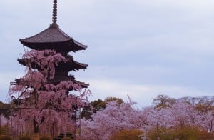 東寺 不二桜