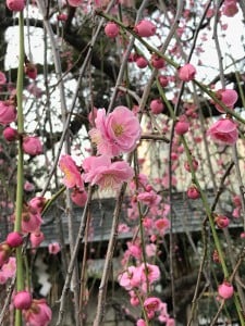 菅大臣神社