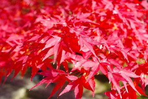 北野天満宮　仁和寺　上賀茂神社