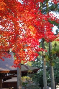 北野天満宮　上賀茂神社　仁和寺